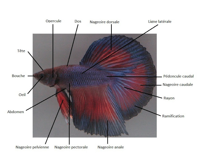 Identification des maladies des Bettas (et d'autres poissons) Multi_11