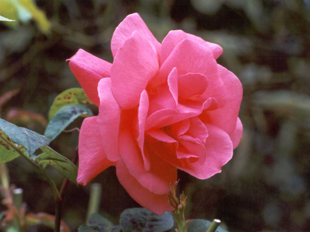 சேனை தமிழ் உலா உறவுகளுக்கு ஓர் அறிவிப்பு Tea-rose-pink