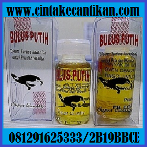 MINYAK BULUS PUTIH CS 081291625333 MINYAK KESEHATAN TUBUH ORIGINAL  MINYAK