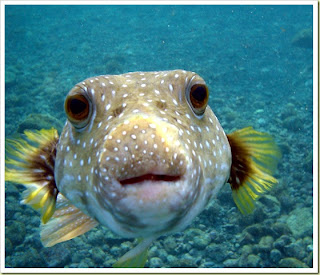 அழகிய மீன்கள் 10-most-poisonous-animals-in-the-world-puffer-fish