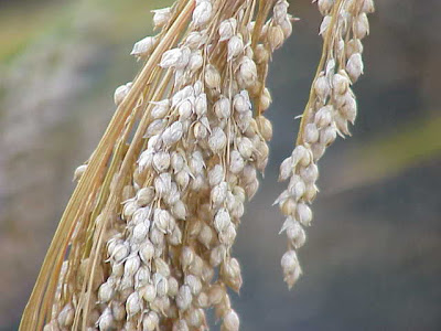 நலம் தரும் நவதானியங்கள்  Varagu