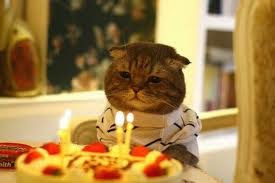 ¡Feliz cumpleaños! - Página 4 Minino-gatos-felinos-dia-internacional-cats-animales-mascotas-pets-perros