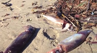 Centinaia di calamari si arenano lungo le spiagge californiane, inspiegabili le cause  Calisquiddead