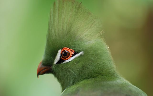 طائر التوراكو Green_turaco-1680x1050