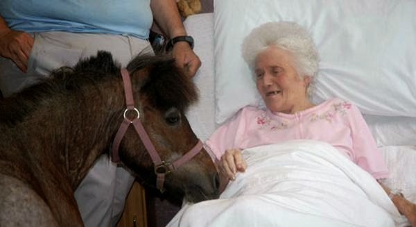 Donkey Therapy العلاج بالحمير . Image003-798060