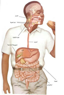 غرائب وعجائب ستعرفها لأول مرة عن جهازك الهضمى 951060115313