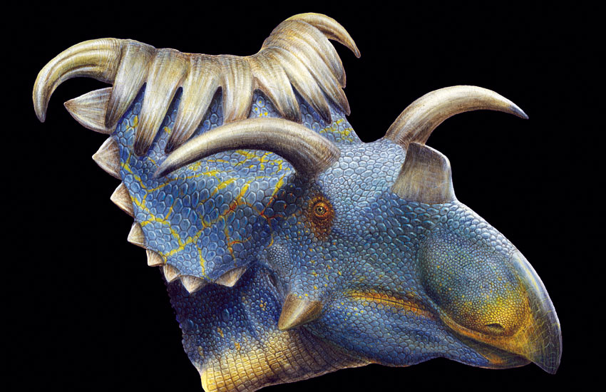 Our choices for Mojo 2013? - Page 9 Kosmoceratops-horned-dino-002