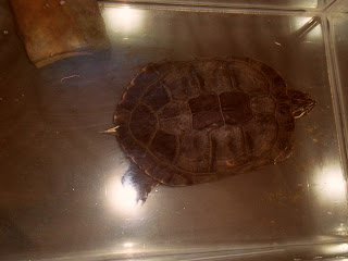 Mes tortues SAM_2340