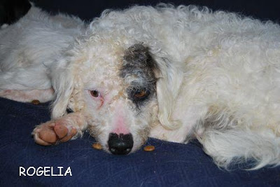 Sasa (noviembre 2008), perrita en adopcion. Fue encontrada con sus cachorritos en un descampado. Córdoba (PE) Rogelia