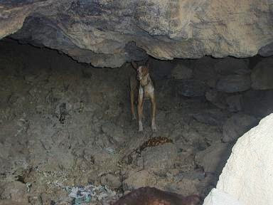 Otra muestra mas de como tratan los cazadores a sus animales, se ve cuanto amor los tienen DSCN0422