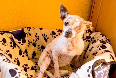 ADOPTADA!! Abril, chiguagua de 2 kilos. Fue encontrada en muy malas condiciones y ahora esta bastante recuperadita... necesita un adoptantemuy especial... El Arca de Noe Córdoba (PE) Abril06