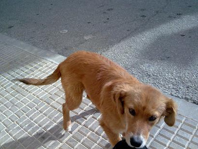 Luna, cachorrita de 5 meses durmiendo y viviendo en la triste calle, SOS Sevilla Imagen242%5B1%5D