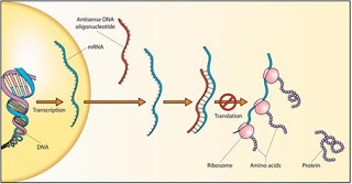 தியானம் RNA