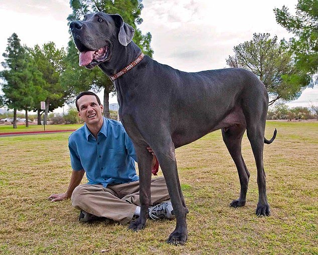 O.o posible El-perro-mas-grande-del-mundo7