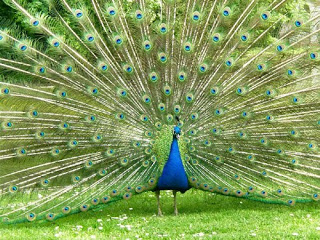 ஸ்ரீலங்கா மயில்  Peacock-baby