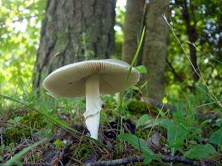 காளான் Mushroom3