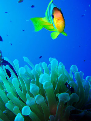 Fish wallpaper  صور سمك في غاية الروعة 55