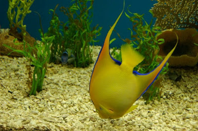 Fish wallpaper  صور سمك في غاية الروعة 24