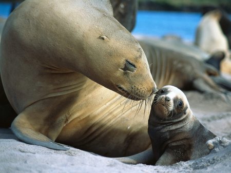 موضوع المليون رد للتحدي .. - صفحة 2 1208628066_25_animals_tenderness1142008120801