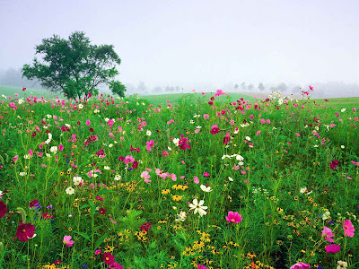 خلفيات جميلة  Flowers_-_Field_of_Black-eyed_Susans_and_Cosmos%252C_Union%252C_Kentucky