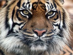 EE.UU tiene más tigres en cautividad que toda Asia en libert Mirada_de_tigre