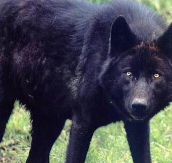 Los Cachorros. Blackwolf