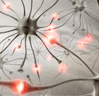 Neurônios entram em sintonia para que cérebro funcione  Neurons