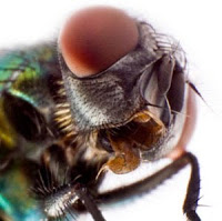 Artigos Cientficos Housefly-2