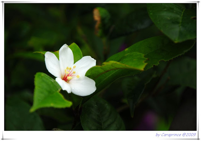 十二寮油桐花 NEO_IMG_DSC_8383