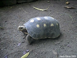 Tienen mascota? XD - Página 3 Morrocoy