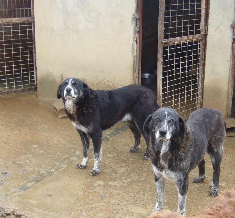 mastin - ADOPTADOS!!! Zipi y Zape. x Mastín - 5 años (Sahagún - León)... 2 hermanos que buscan un hogar... a ser posible se dan en adopcion juntos... alguien se anima a conocerlos??? (PE) Zipizape2