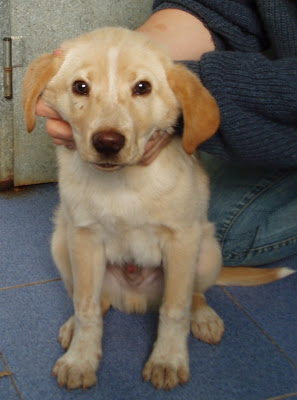 Novo, mini labrador, 7 meses 1051-08_PEDRI%C3%91O