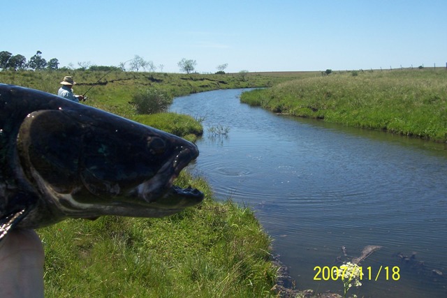 Pesca de Tararira por José Manuel López Pinto Tararira4kg