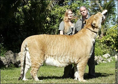 Los animales + grandes Liger