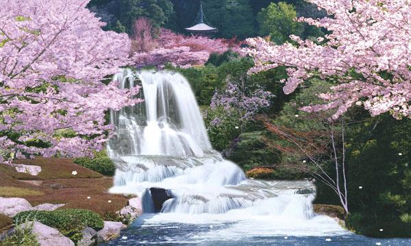 اﻟسـﯾاפھَہّ ﭬﯾ  ........ Sagura%2BJapan%2BCherry%2BBlossom%2BMoving%2BWaterfall