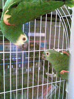 Amazonas Aestiva Xanthopteryx Versus Amazona Aestiva Aestiva Img052