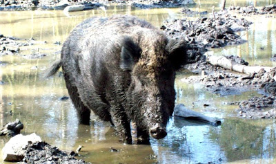 28.04.2012 - Matsche Braichte und Koppeturm Wildschwein