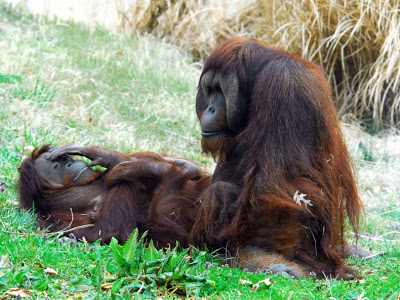 Foto-foto Bercinta di Alam Terbuka Orangutany08xg0