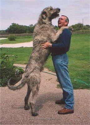 World's Biggest Dogs - Is it Real? Biggest_dogs_005