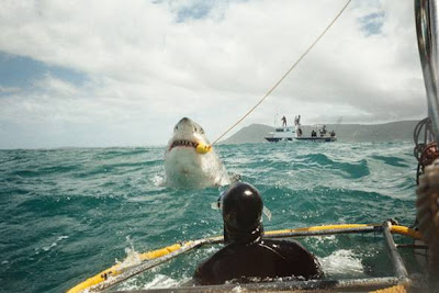 World's Biggest Shark Ever Pic24169