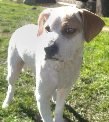 FADA - cachorrita de 6 meses, necesita acogida temporal o permanente URGENTE - SOS Golden Fada_1