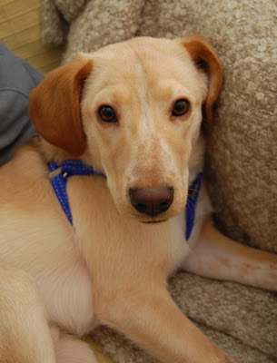 Novo, mini labrador, 7 meses Novo2