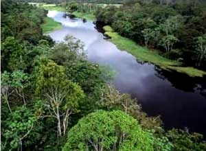 Floresta do Pânico Floresta%2520tropical