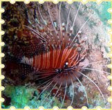 தேசிய கடல்வாழ் உயிரினப் பூங்கா - Gulf of Mannar Marine National Park 0205_9