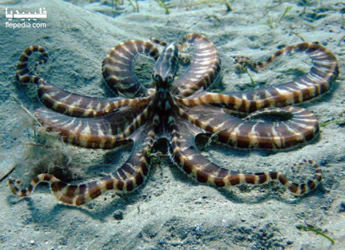 اجمل صور الاخطوبوط Mimic-Octopus4