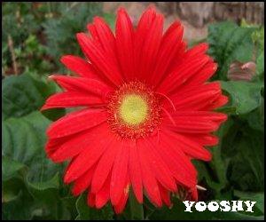 الزهور الجميلة - صفحة 9 Daisy_gerbera_red