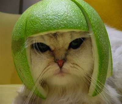 سجل دخولك بصورة قطة جميلة - صفحة 2 Cat-with-the-helmet