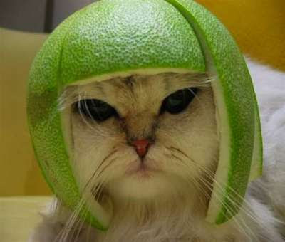 صور حركات قطط مضحكة تشبه حركات الاطفال Cat-with-the-helmet