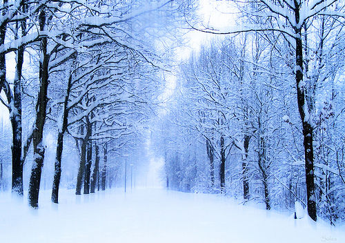 الشتاء 733_winter_jpg736f5129fe90cf726767b76e36fef836