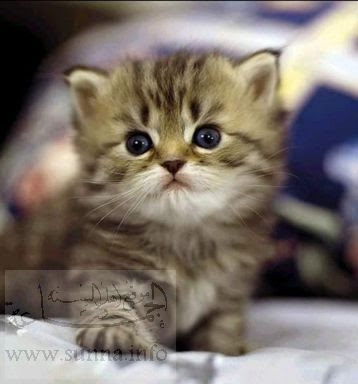 ≧◡≦ CUTE CUTE CUTE PICS ≧◡≦  Cat_cute